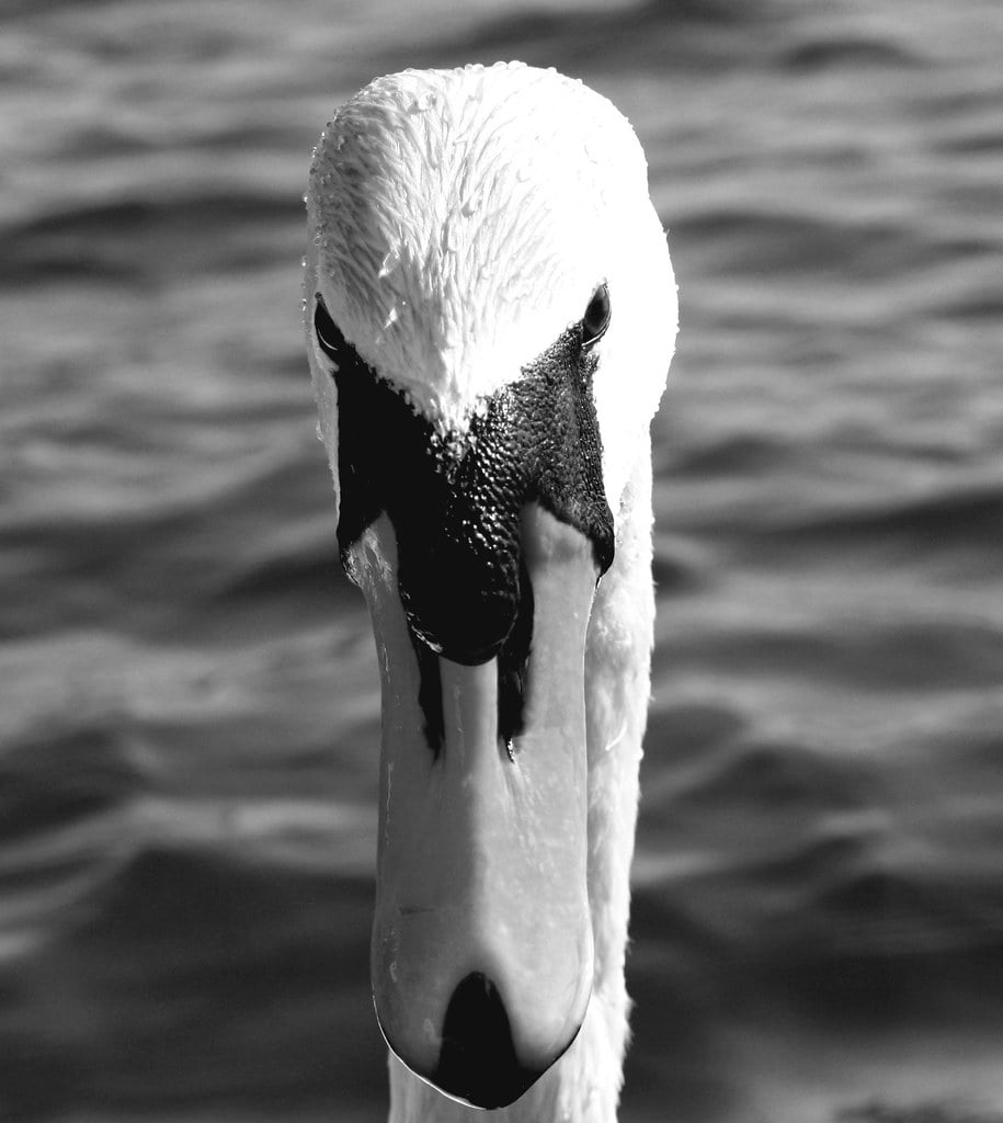 Swan Song