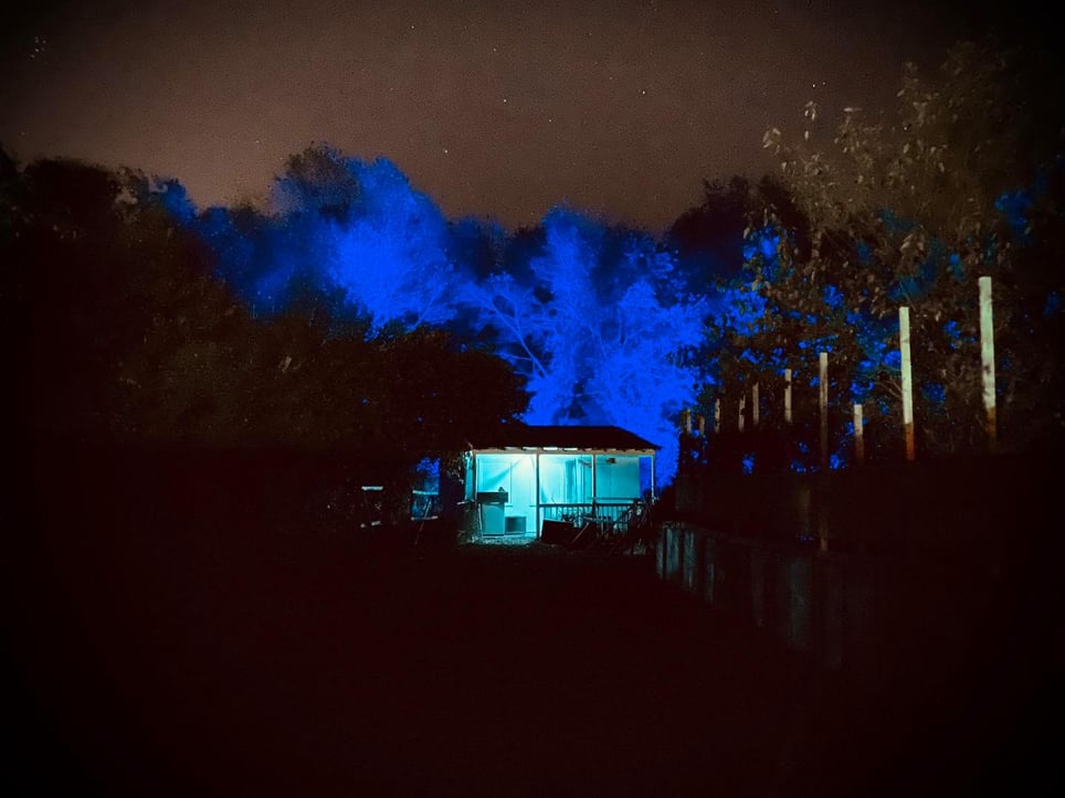 The Woods