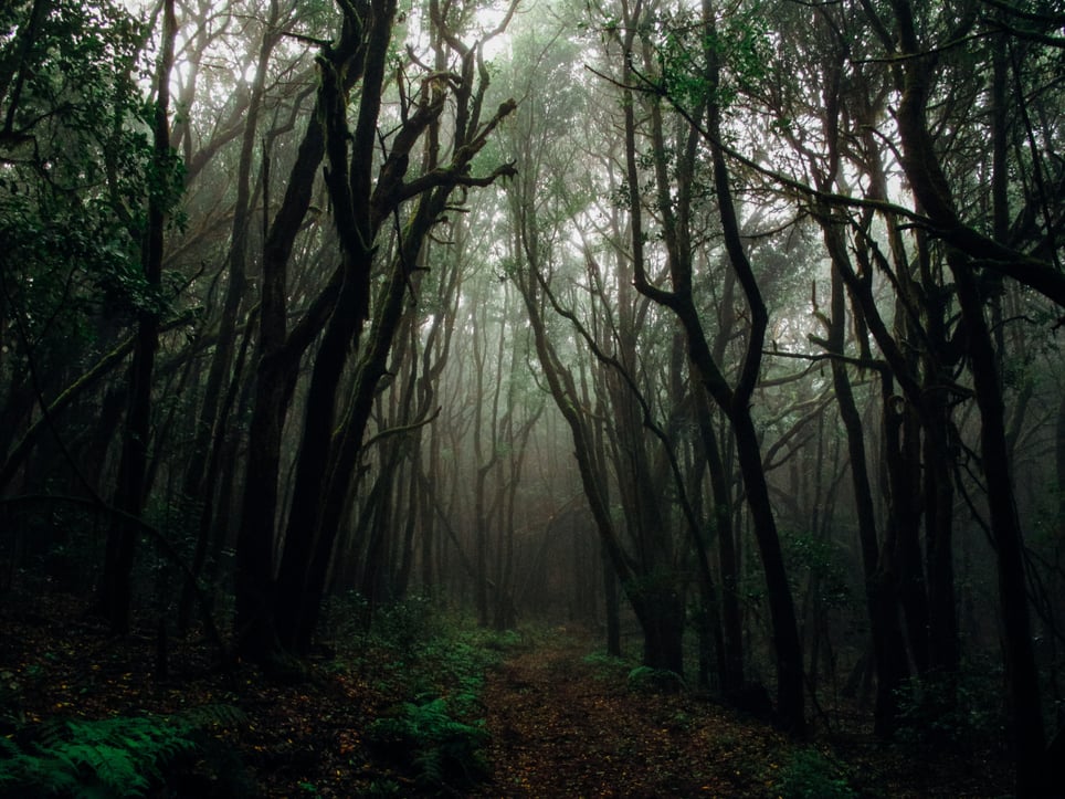 Haunted Trail