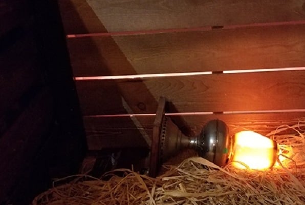 The Fire