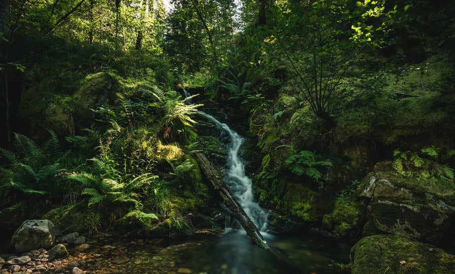 Jurassic Jungle
