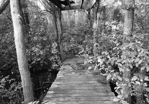 Fear in the Forest