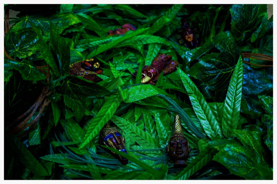The Lost Jungle Safari