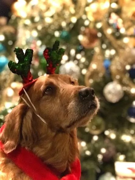 Christmas At Franklin's