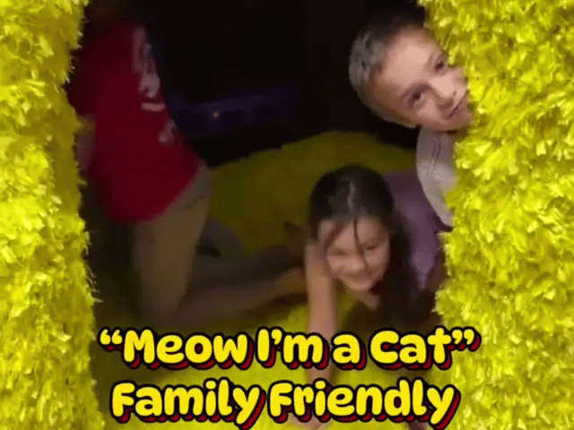 Meow! I'm a Cat.