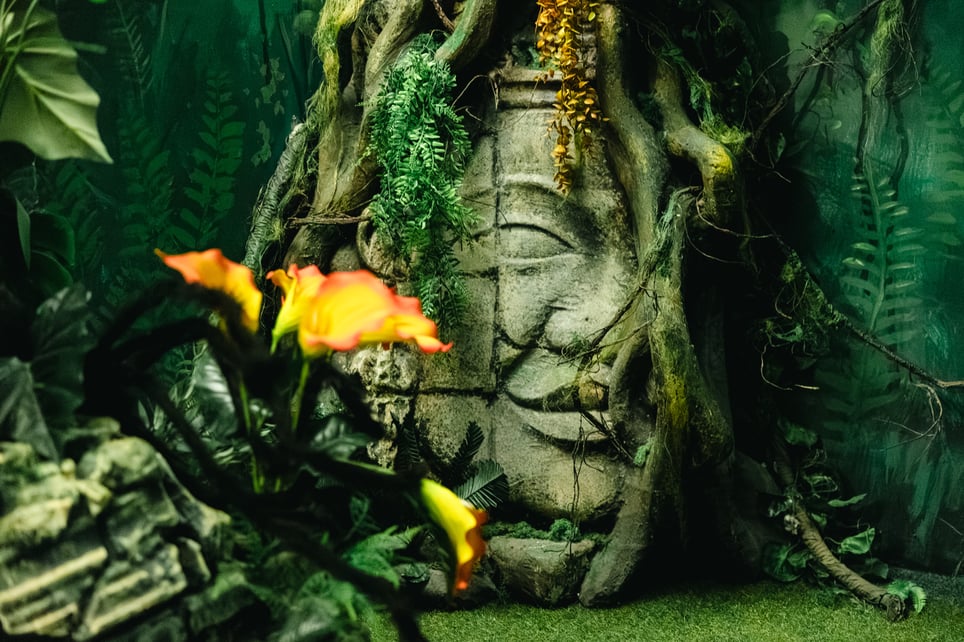 The Mystery of the Jungle (A dzsungel rejtélye)