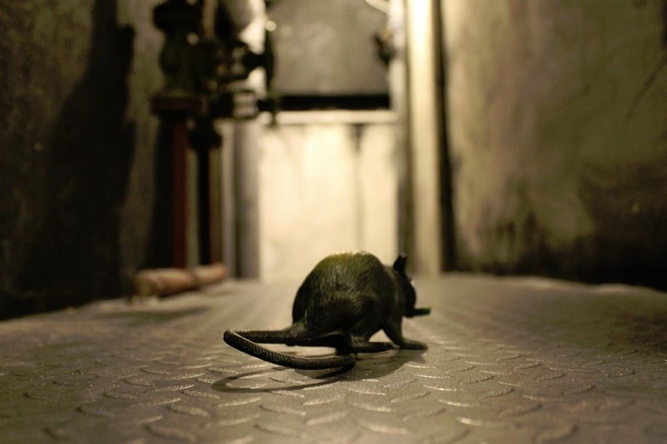 Die Flucht Aus Alcatraz