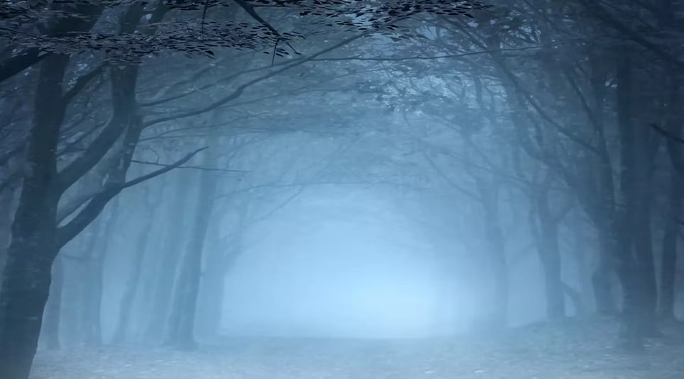 La Forêt [The Forest]