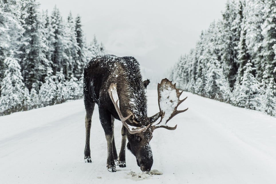 Wild Moose Chase