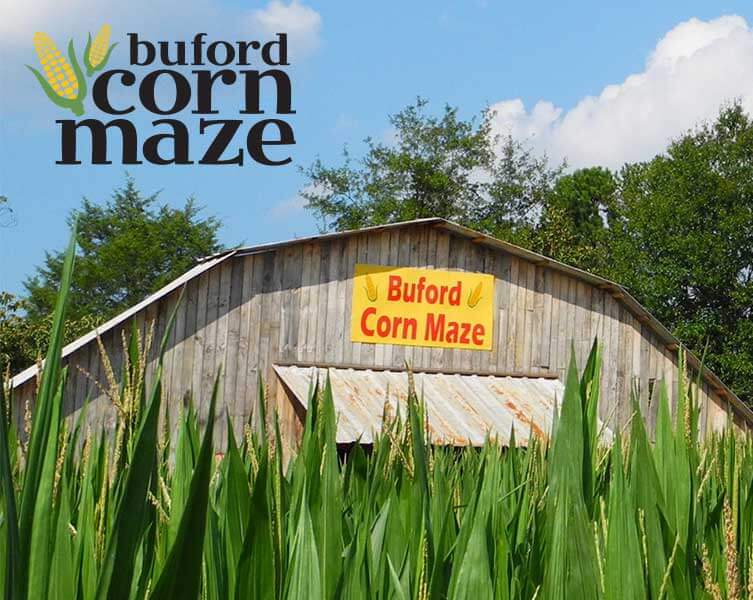 Buford Corn Maze